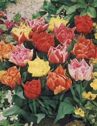 TULIPA - tulipán