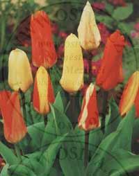 TULIPA - tulipán